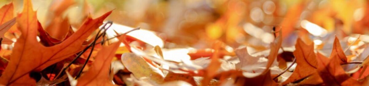 Mein persönlicher Blog